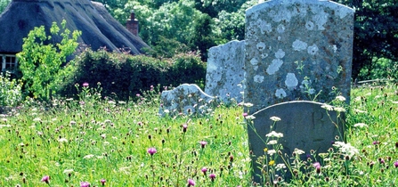 view of some gravestones with a house behind them. Wild flowers cover the graves