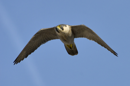 Birds of prey, masters of the skies