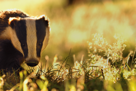 Badger in evening light 