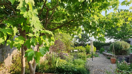 Field maples in wildlife-friendly garden