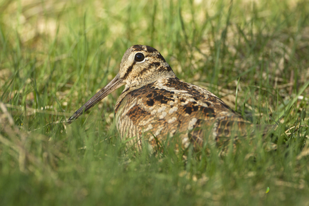 A British woodcock (Scolopax rusticola). Picture: Mark Hamblin/2020Vision