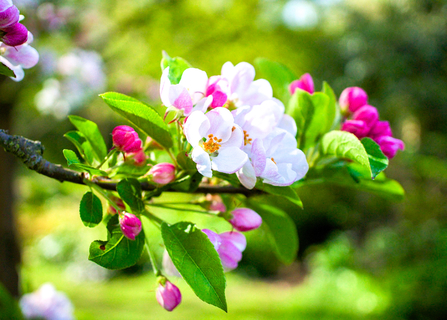 Crab apple blossom. Picture: Ian Kirk/ Wikimedia Commons