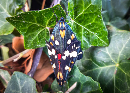 A mating pair of scarlet tiger moths. Picture: Pete Hughes