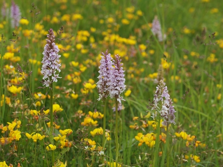 Orchids and bird's-foot-trefoil