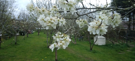 Wolverton Community Orchard