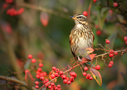 A redwing perched on a branch of red berries