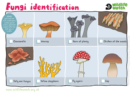 Fungi spotter sheet