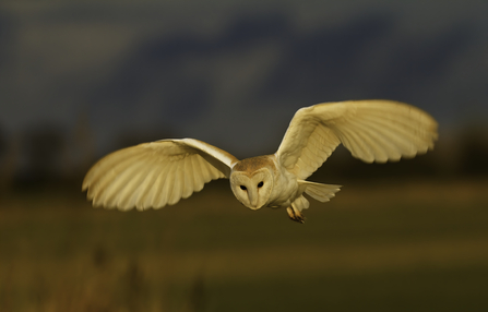 Barn Owl in flight