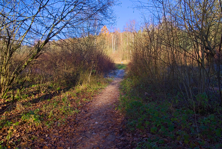 Path through scrub