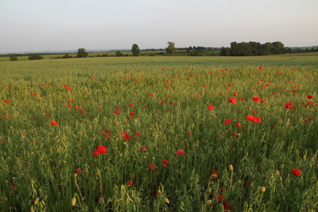 A view of a field of Poppies at Wells Farm