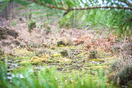 Nightjar nesting habitat at Snelsmore Common