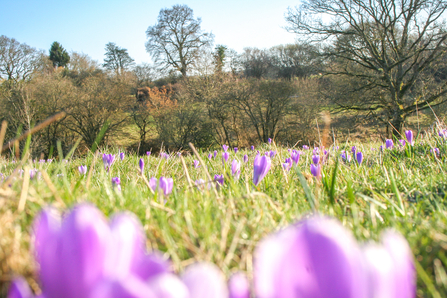 Inkpen Crocus Field in bloom