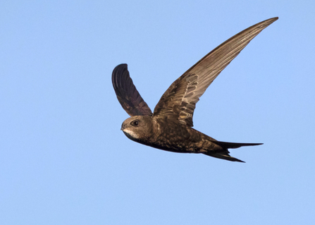 Common swift in flight by Jon Hawkins