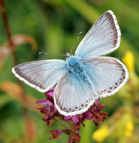 Chalkhill blue butterfly