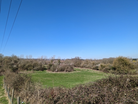 View of hedges and grassland