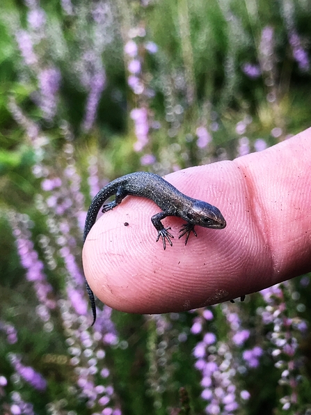 Baby common lizard (Zootoca vivipara). Picture: Kevin Caster.