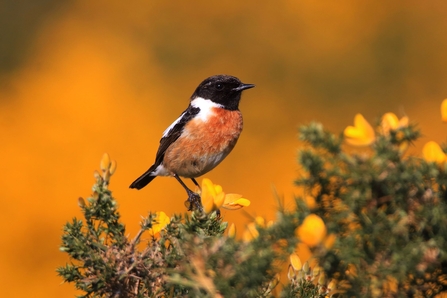 Stonechat perched on gorse at Greenham Common, Berkshire