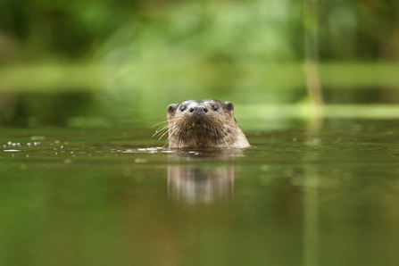 Face of an otter swimming in a river