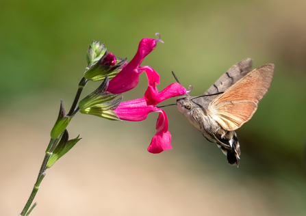 Hummingbird hawk-moth hovering by a flower, feeding on nectar