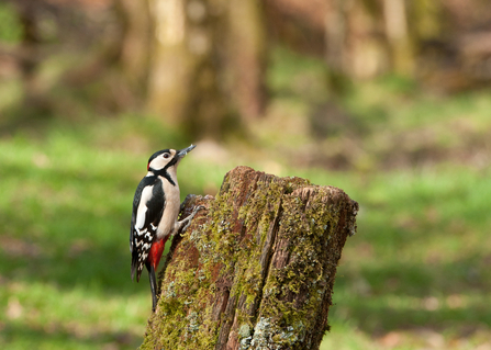 Great spotted woodpecker in woodland