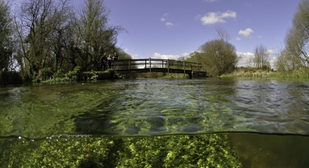 Split level view of the River Itchen, with aquatic plants: Blunt-fruited Water-starwort