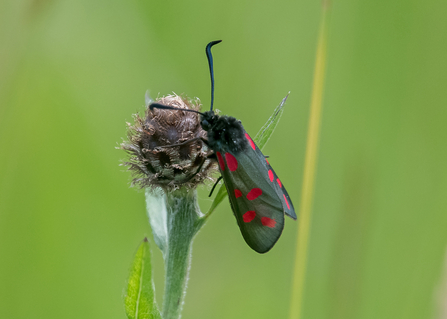 Close up image of a six-spot burnet moth on a flowerhead