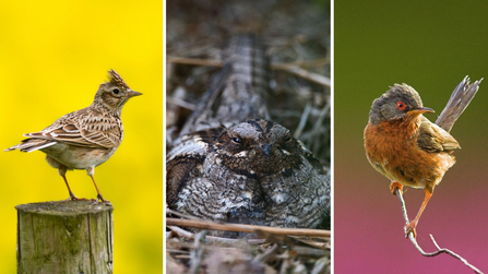 Three ground-nesting birds: skylark, nightjar and Dartford warbler