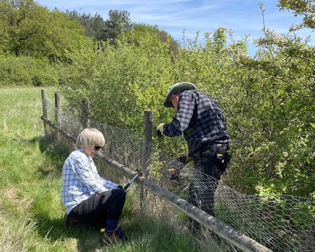 Volunteers removing fencing next to scrubby trees