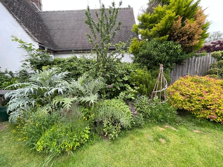 Part of a garden with lots of green leafy bushes and shrubs