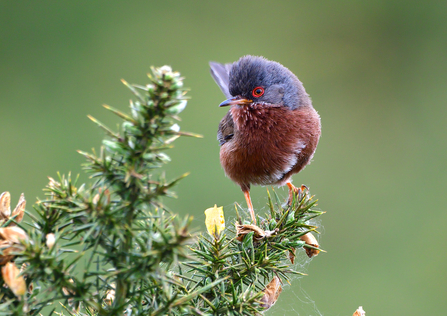 Dartford warbler perched on top of some gorse