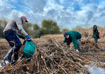 Three volunteers scooping up reeds on a wetland site