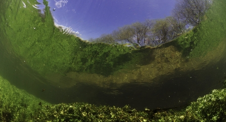 River Itchen, with aquatic plants reflected in the surface. England: Hampshire, Ovington, May