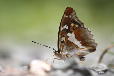 A purple emperor butterfly perched on the ground with its wings aloft
