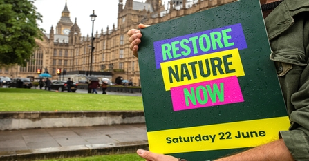 A person stood on London holding a sign reading: Restore Nature Now, Saturday 22 June