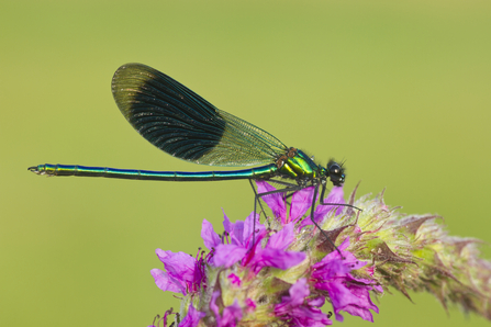 A banded demoiselle perched on a pink flower with a green blurred out background