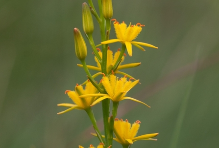 The yellow flower spike of the bog asphodel