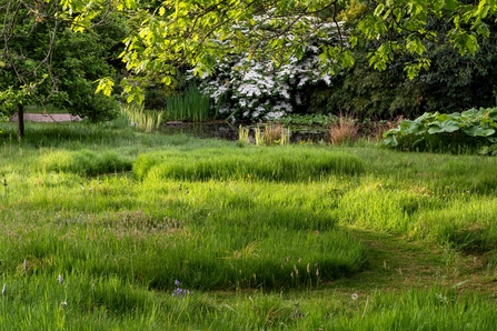 A lush green lawn with a mowed path and greenery in the background