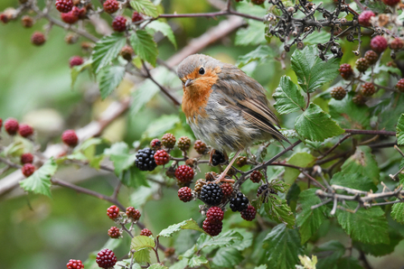 A robin perched on a bramble with blackberries