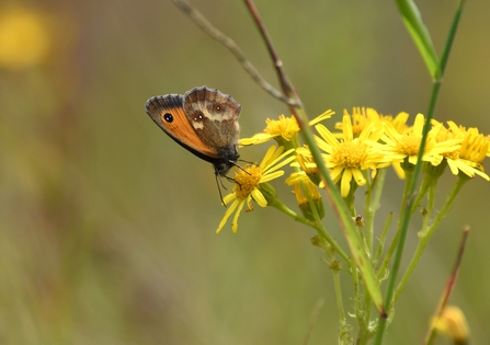 A gatekeeper perched on a ragwort flower