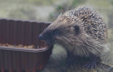 A baby hedgehog peering into a food dish