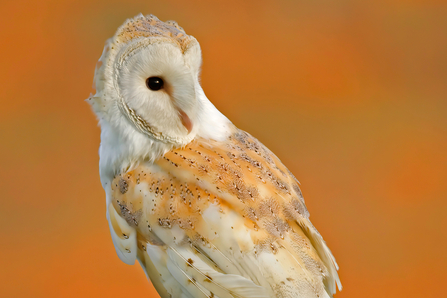 Barn owl perched against orange background