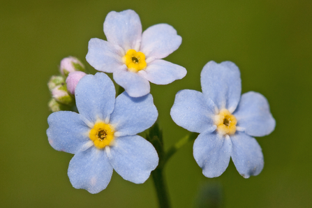 Forget-me-not flowers