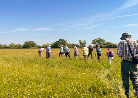 Members of BBOWT's Legacy Society walking through a wildflower meadow on a guided tour of Meadow Farm