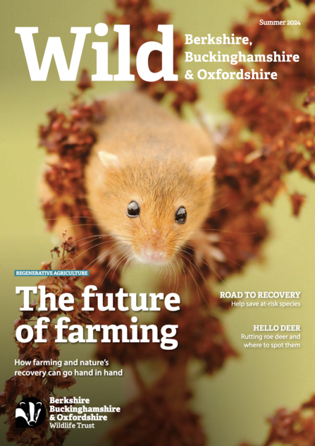 Harvest mouse on the front cover of the BBOWT Wild magazine, summer 2024