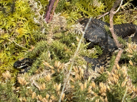 An adder in amongst gorse