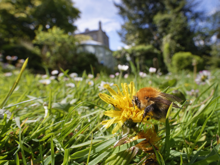 Common carder bee on a dandelion growing on a lawn with daisies behind