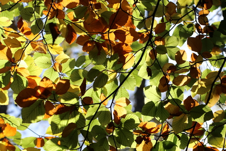 Sunlight shining through green and bronze leaves