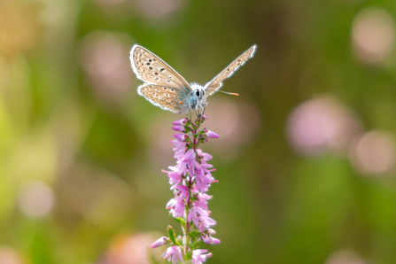 A sunlit common blue butterfly on the pink flowers of ling