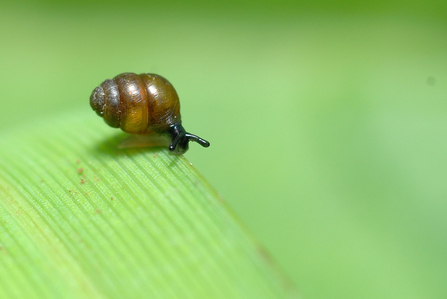 Desmoulin's whorl snail