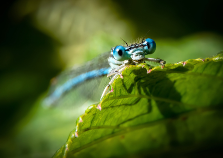 A white-legged damselfly peeking out from behind a leaf.